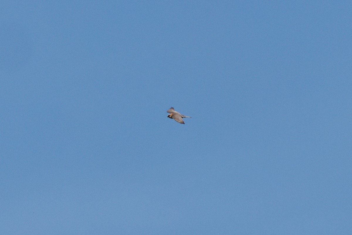 Falco cuculo - ML636474609