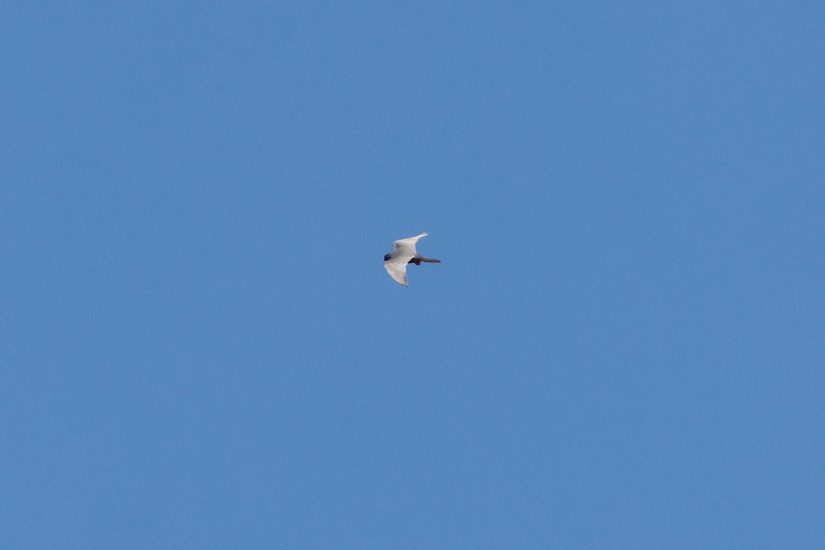 Falco cuculo - ML636474610