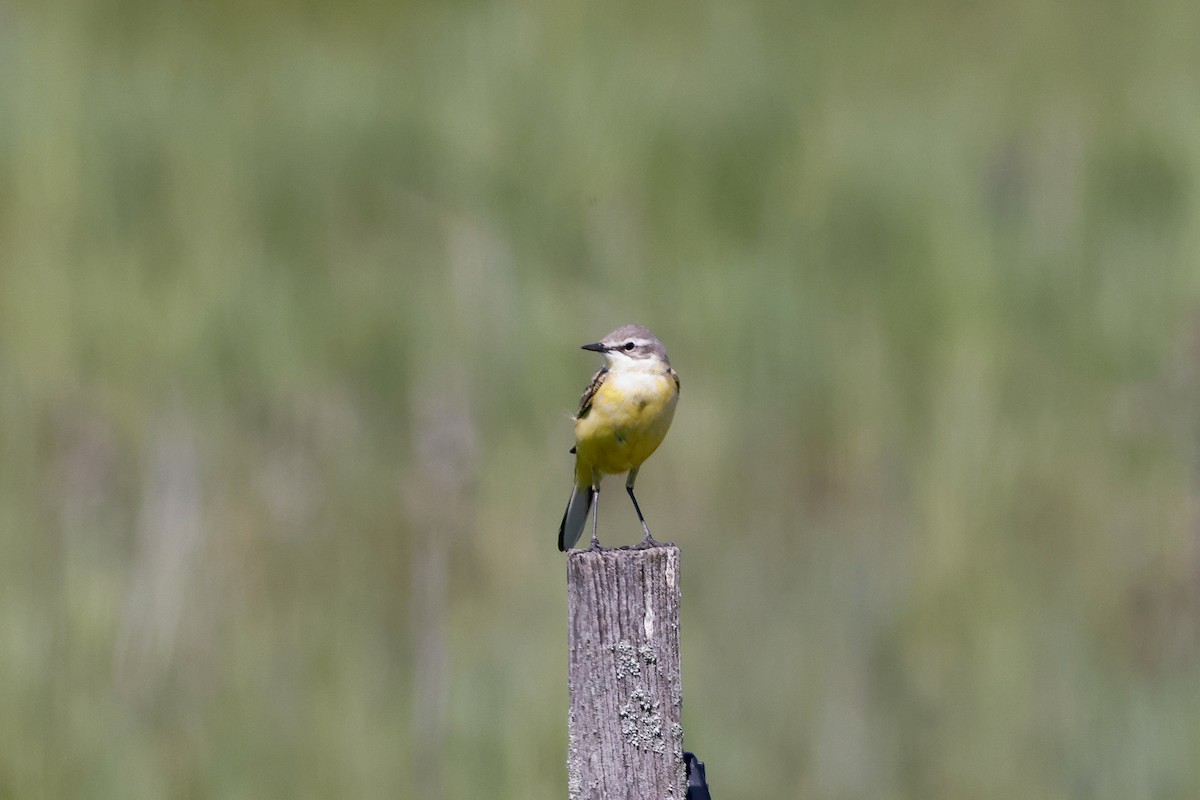 Western Yellow Wagtail (flava) - ML636474618