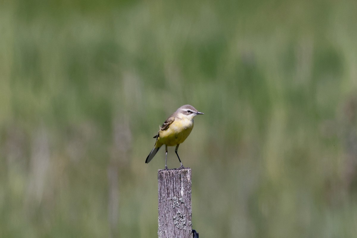 Western Yellow Wagtail (flava) - ML636474619