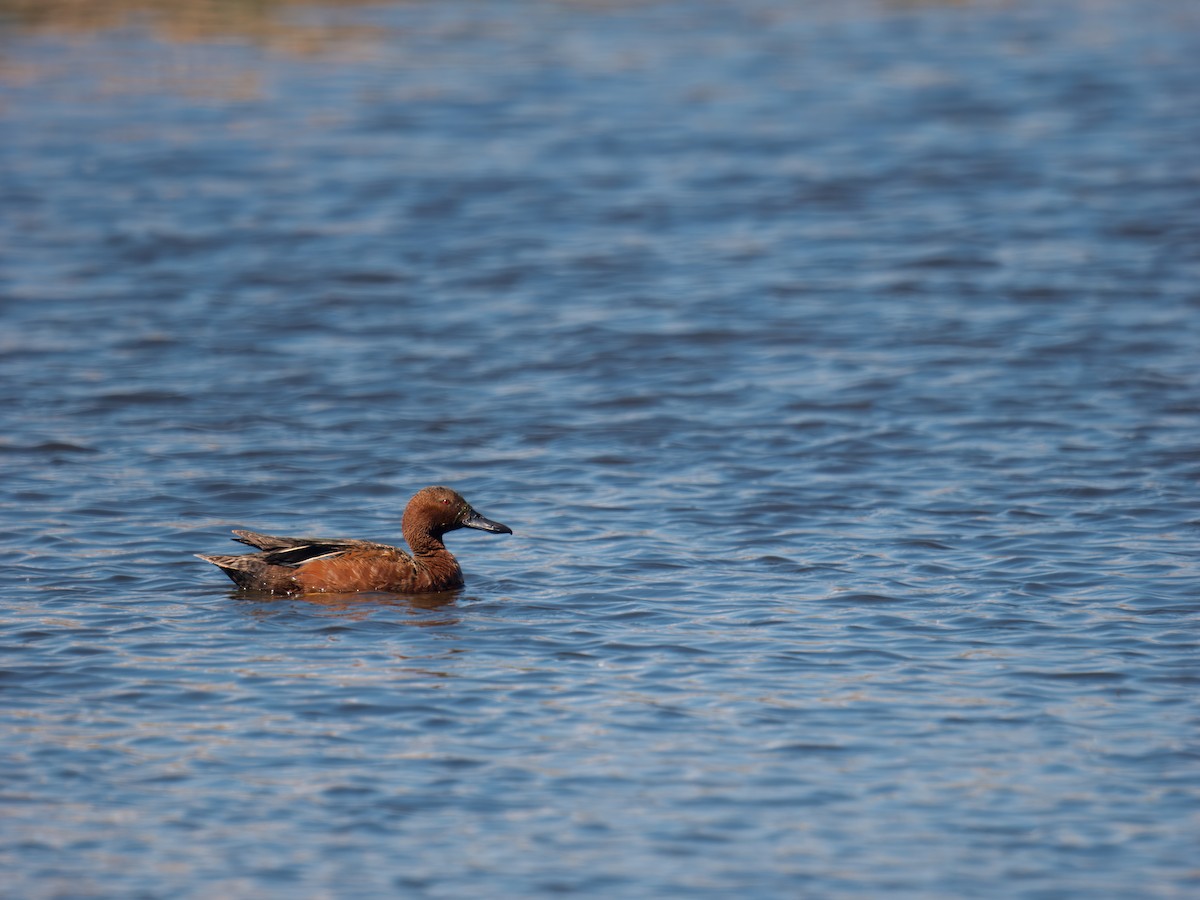 Cinnamon Teal - ML636474631