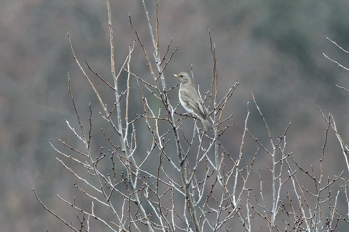 Black-throated Thrush - ML636474634