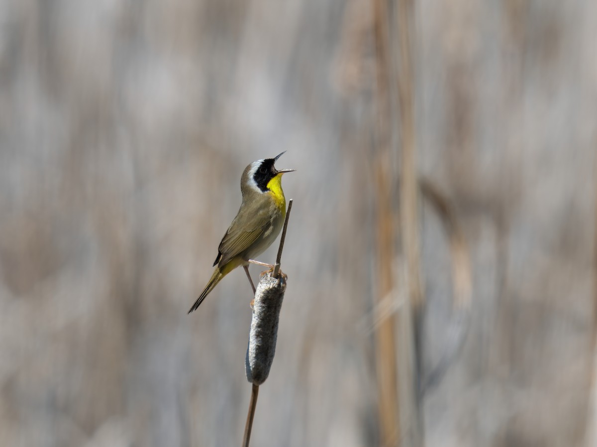 Common Yellowthroat - ML636474642