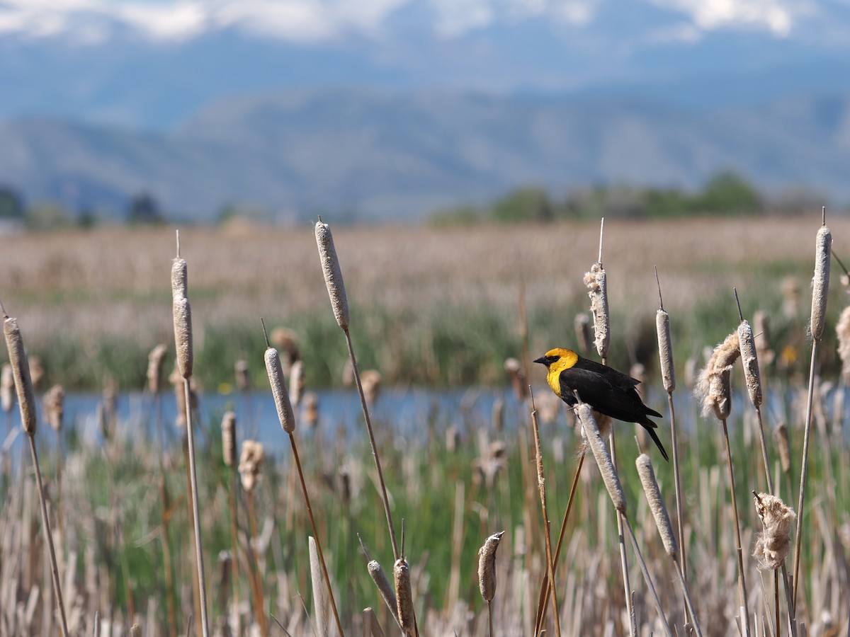 Yellow-headed Blackbird - ML636474670