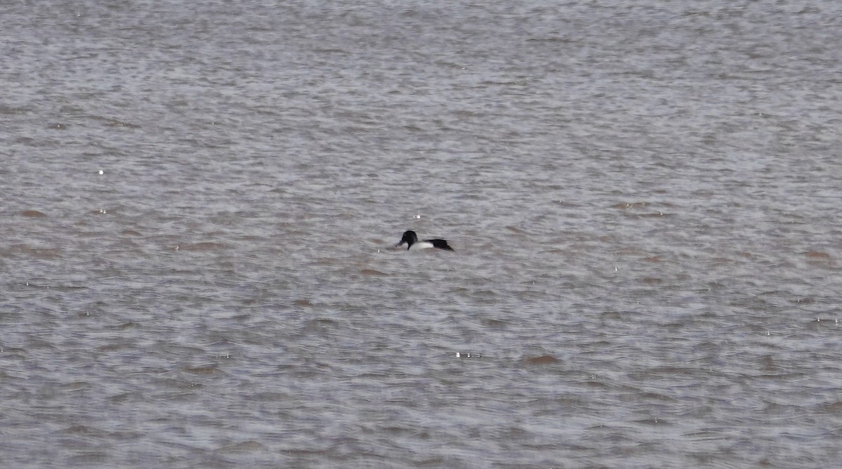 Greater Scaup - ML636474702