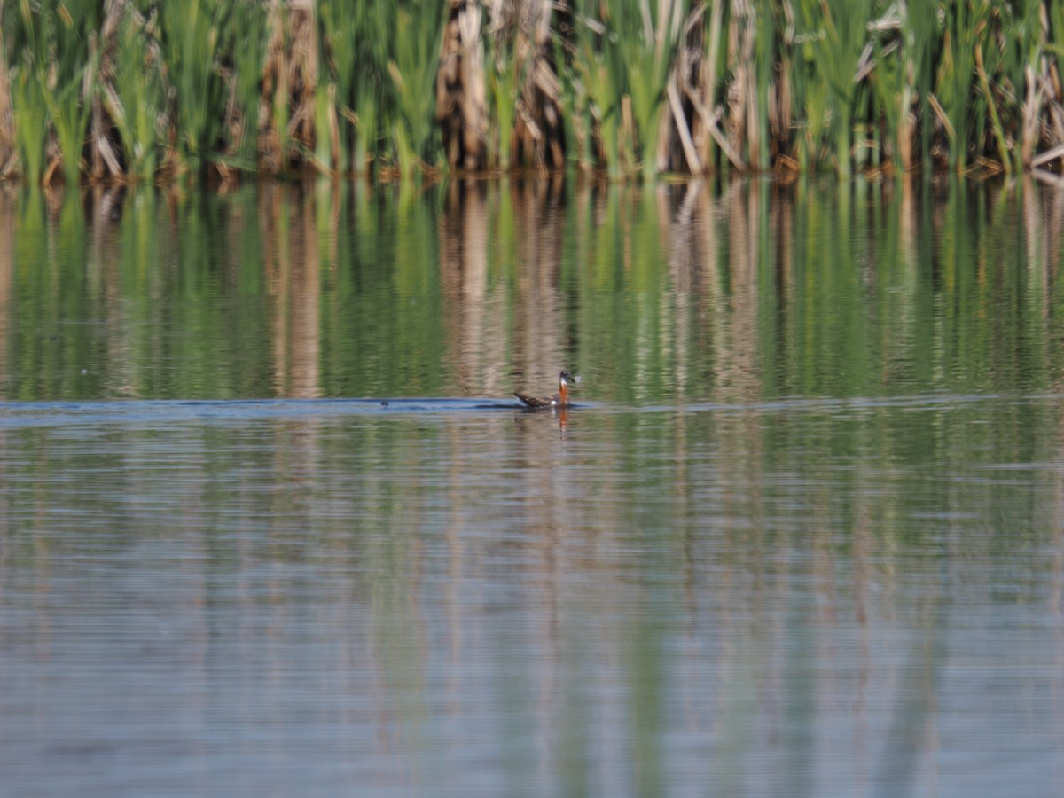 Red-necked Phalarope - ML636474715