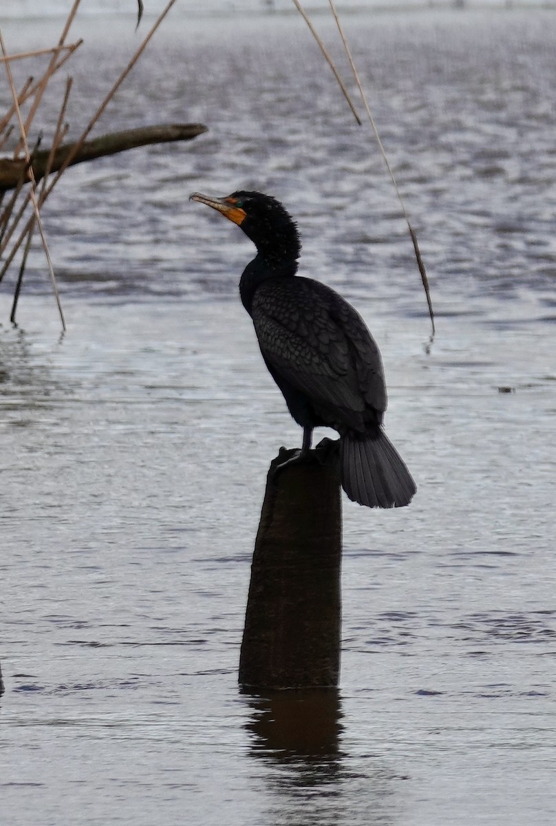 Double-crested Cormorant - ML636474717