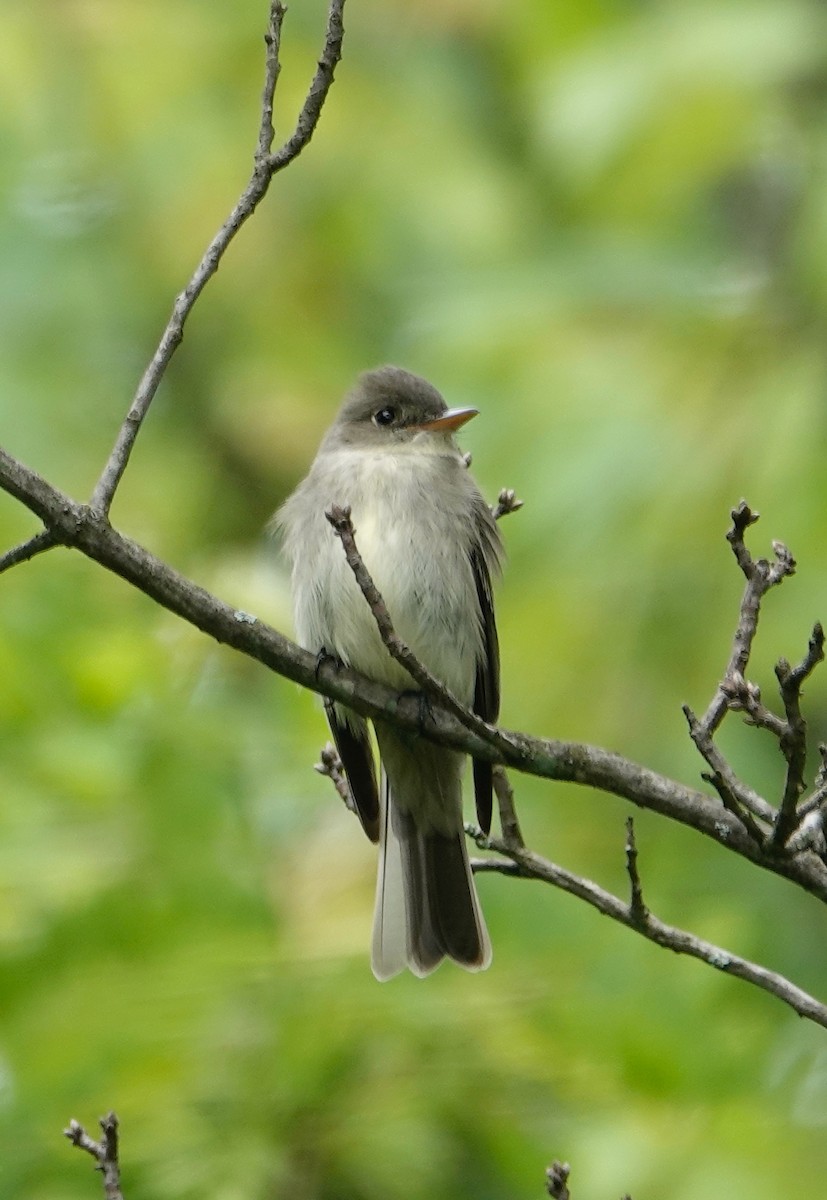 Eastern Wood-Pewee - ML636474726