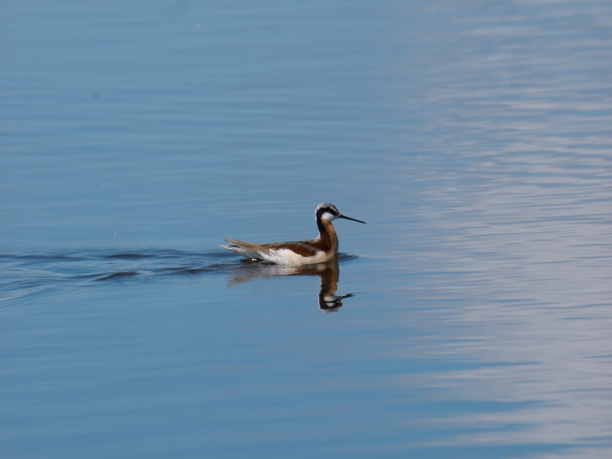 Wilson's Phalarope - ML636474739