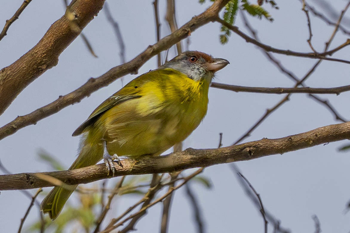 Vireón Cejirrufo - ML636474746