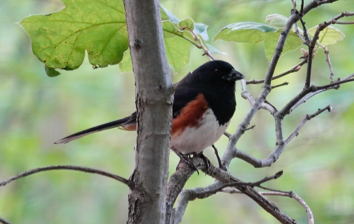 Eastern Towhee - ML636474750