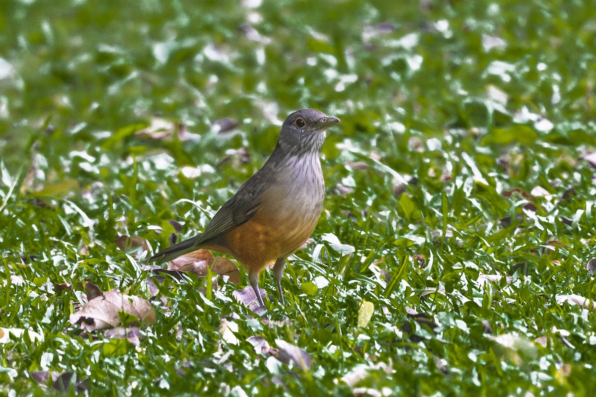 Zorzal Colorado - ML636474783