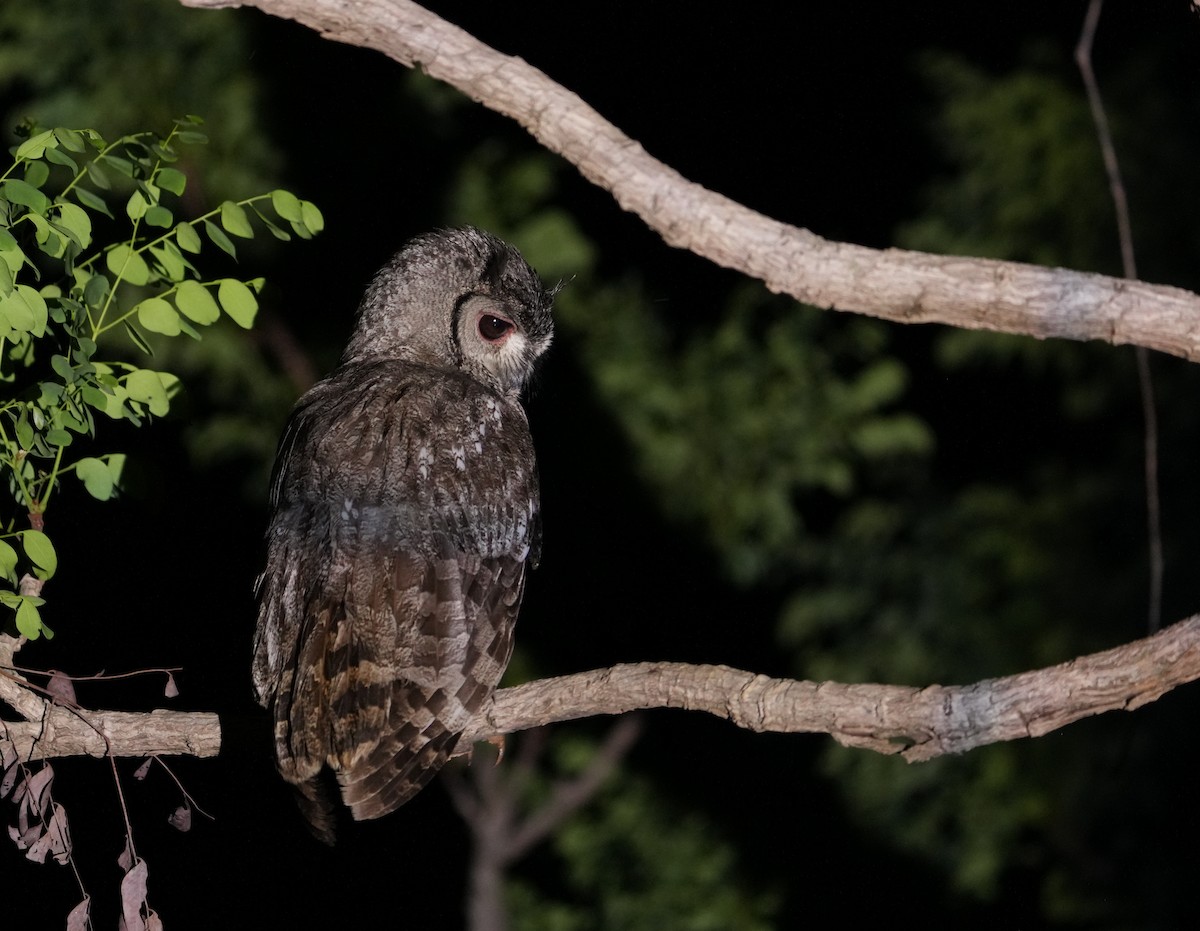 Grayish Eagle-Owl - ML636474799