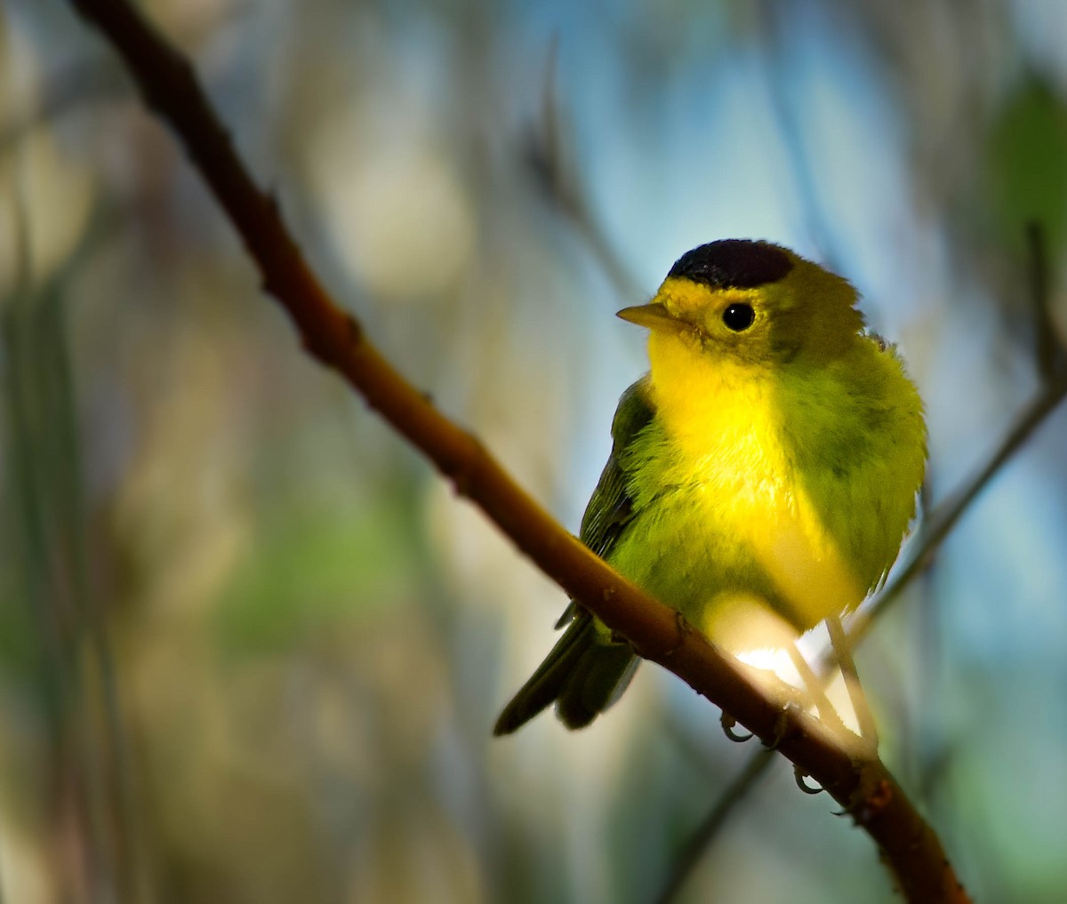 Wilson's Warbler - ML636474813