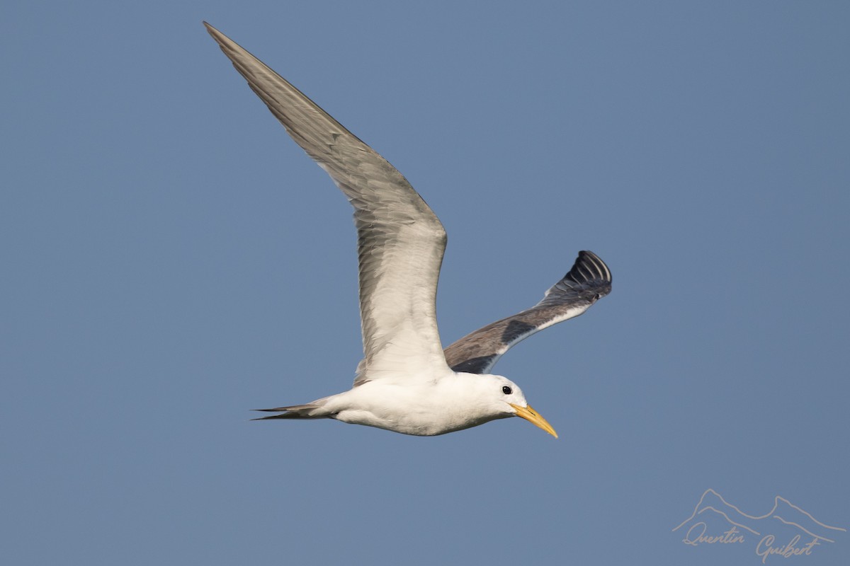 Great Crested Tern - ML636474954