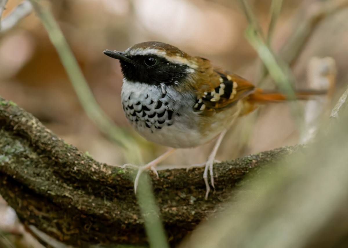 White-bibbed Antbird - ML636474960