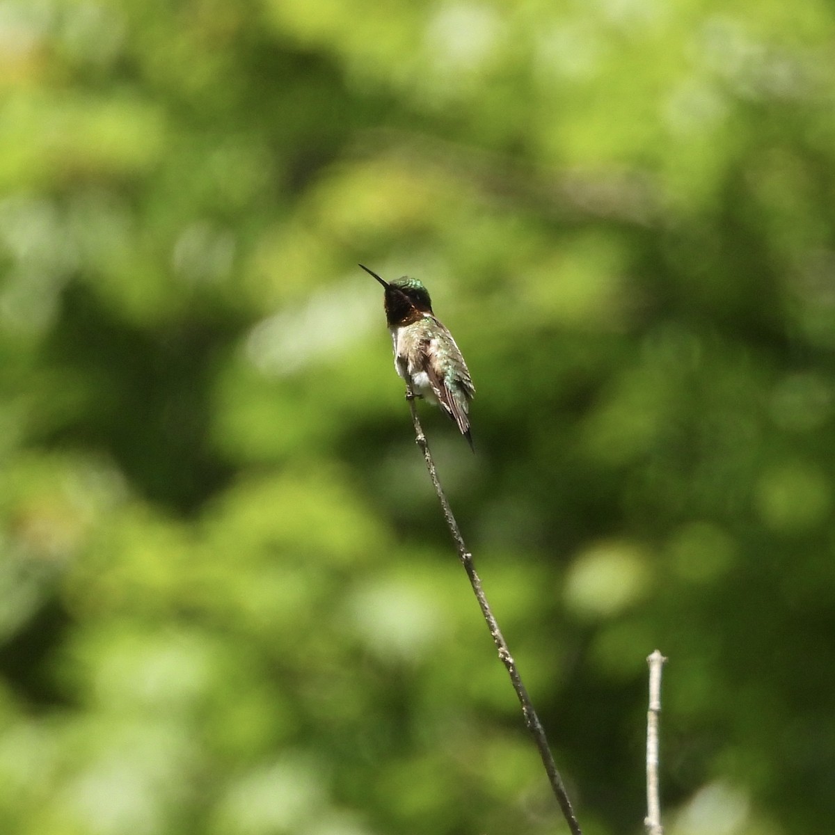 Ruby-throated Hummingbird - ML636475018