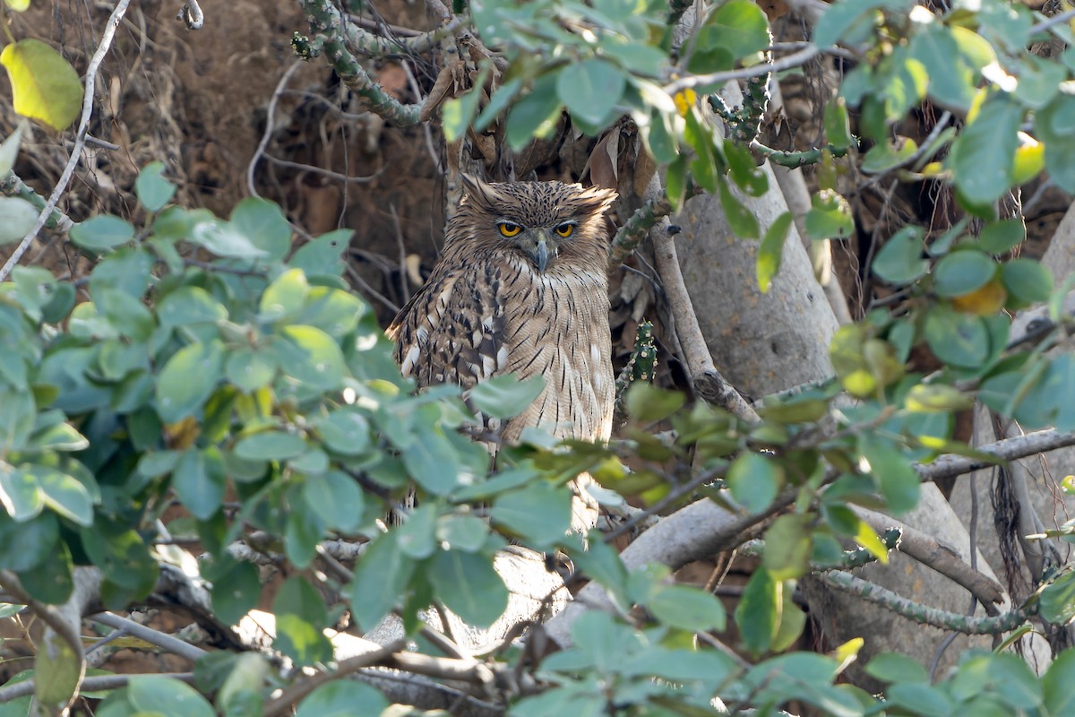 Brown Fish-Owl - ML636475031