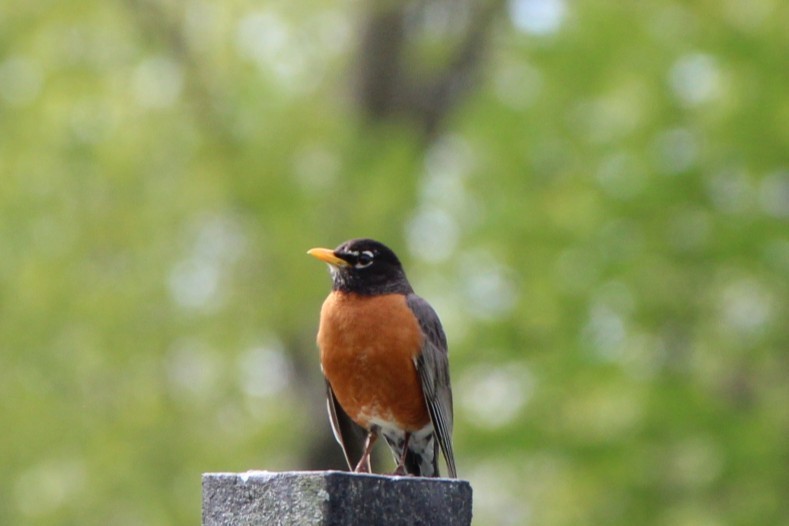 Дрізд мандрівний - ML636475032