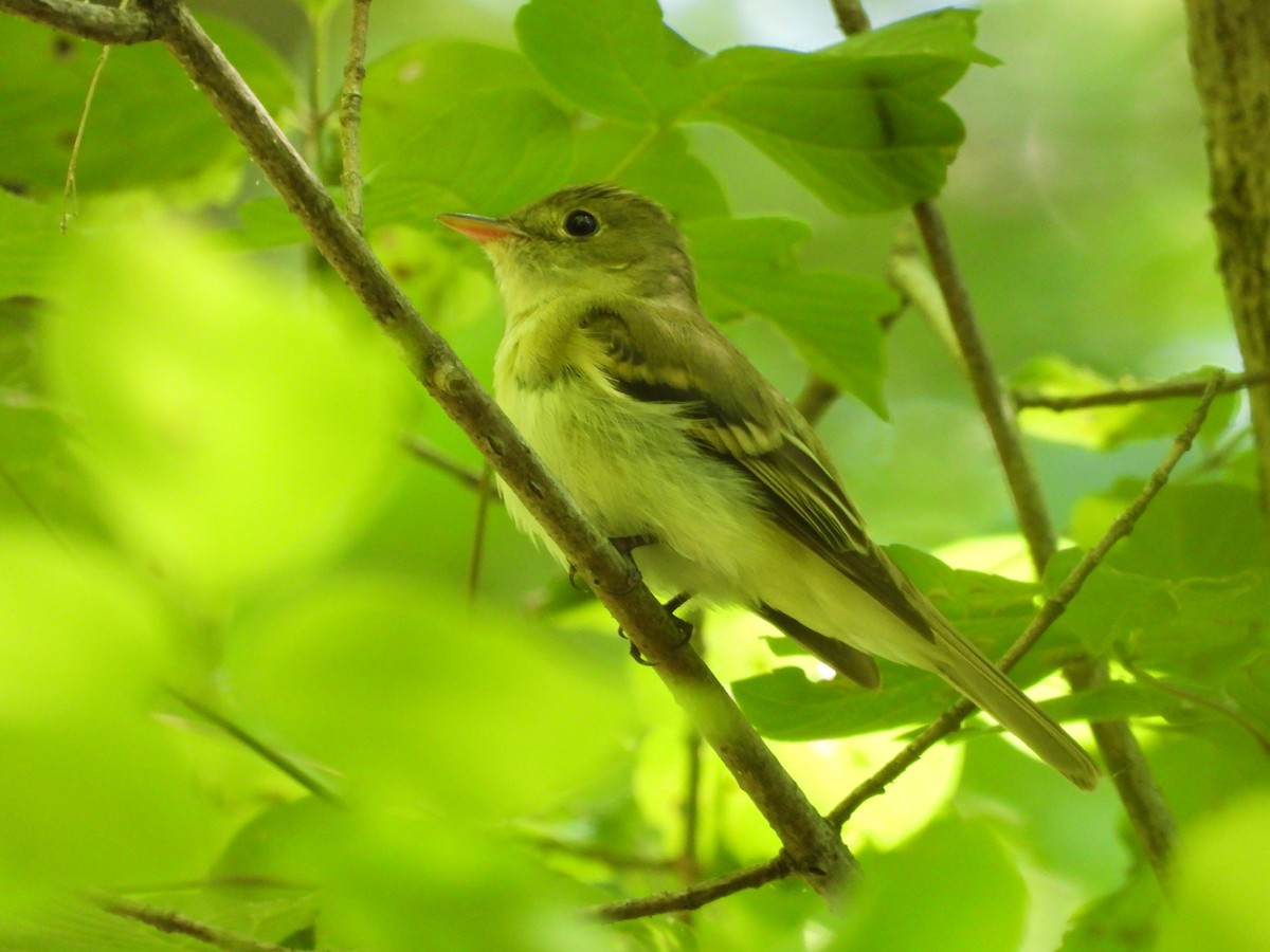 Acadian Flycatcher - ML636475039