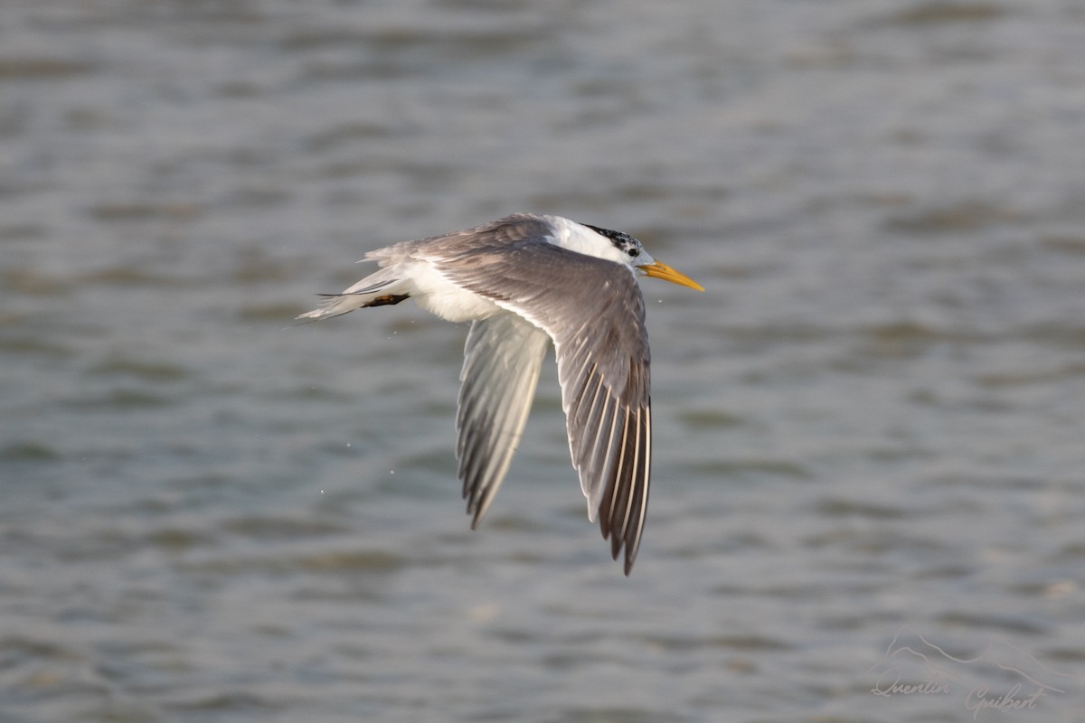 Great Crested Tern - ML636475045