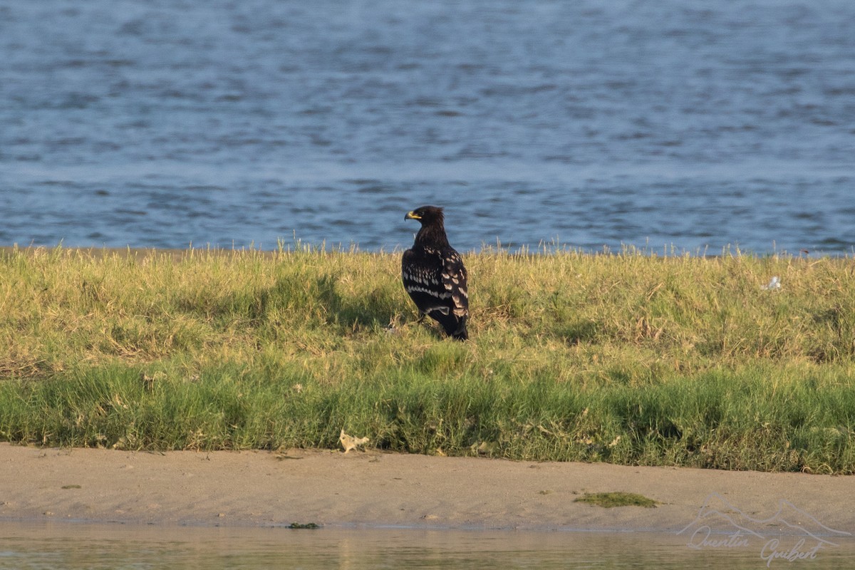 Greater Spotted Eagle - ML636475060