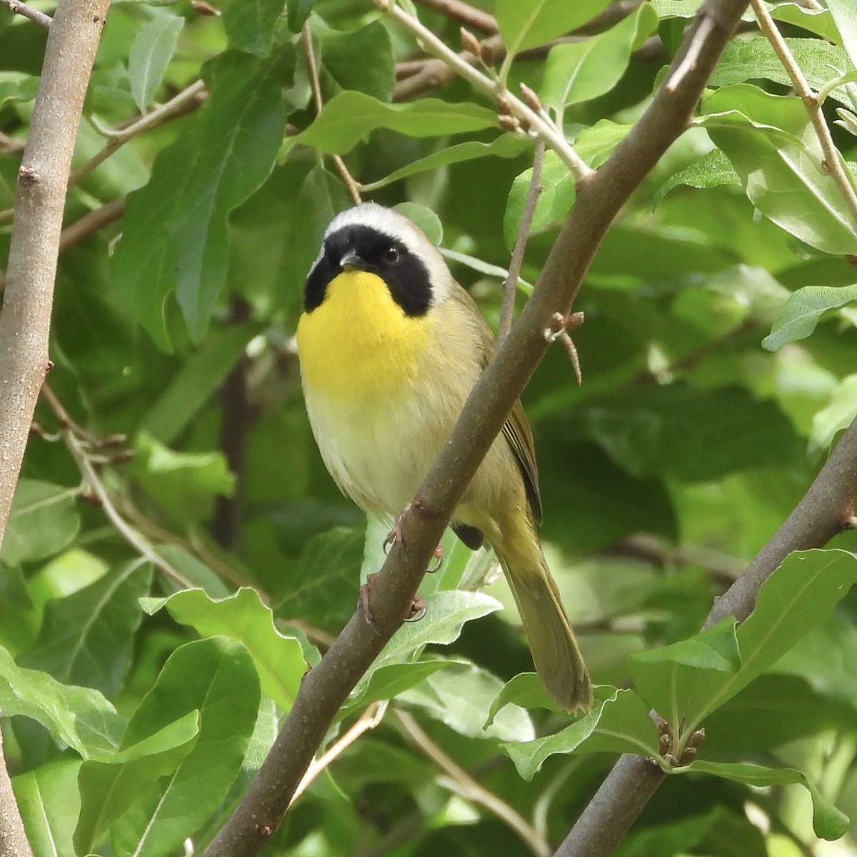 Common Yellowthroat - ML636475073