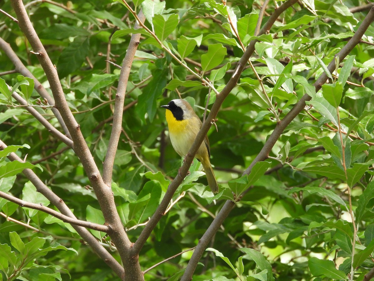 Common Yellowthroat - ML636475099