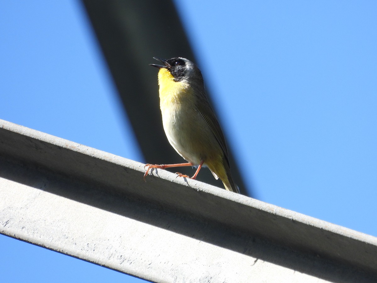 Common Yellowthroat - ML636475102