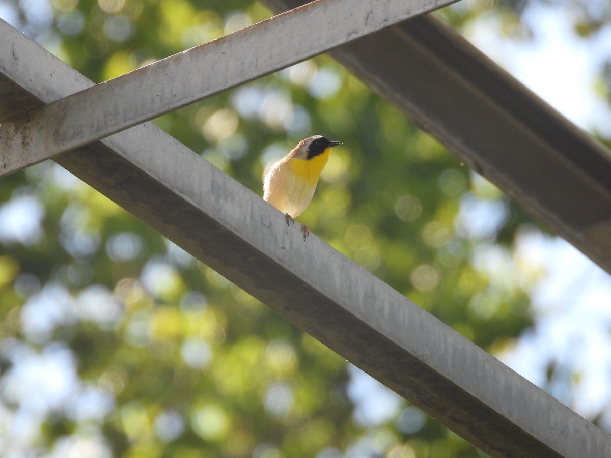 Common Yellowthroat - ML636475122