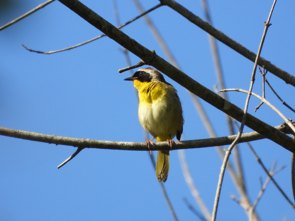 Common Yellowthroat - ML636475127