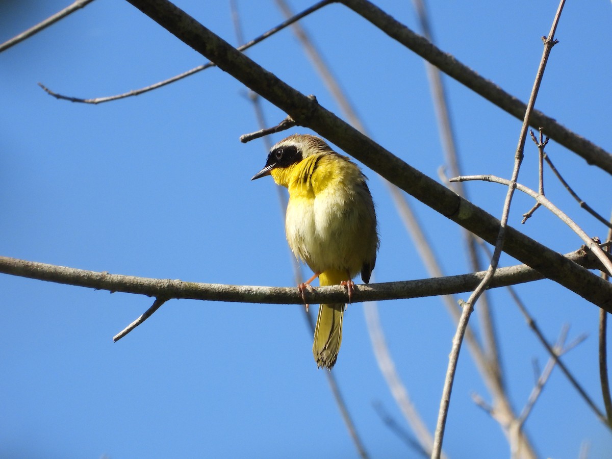 Common Yellowthroat - ML636475140