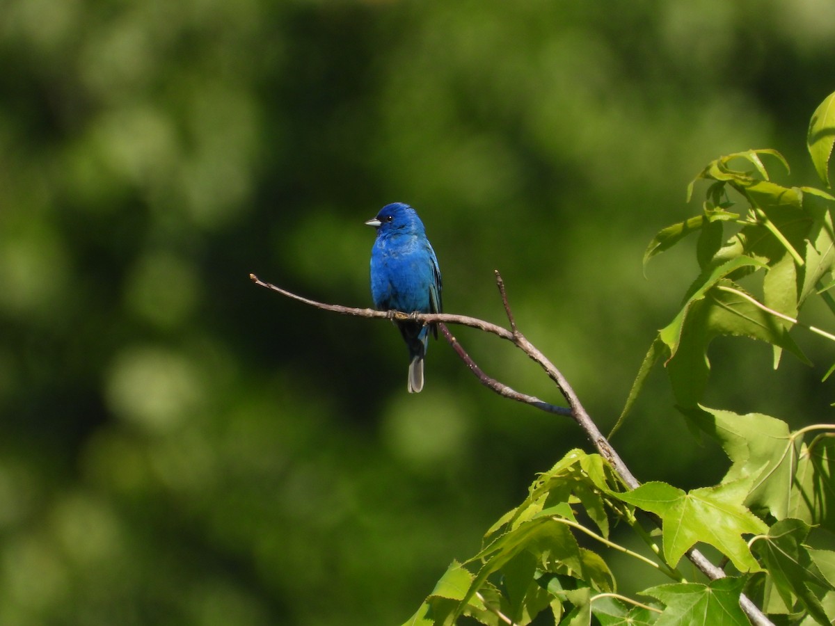 Indigo Bunting - ML636475160