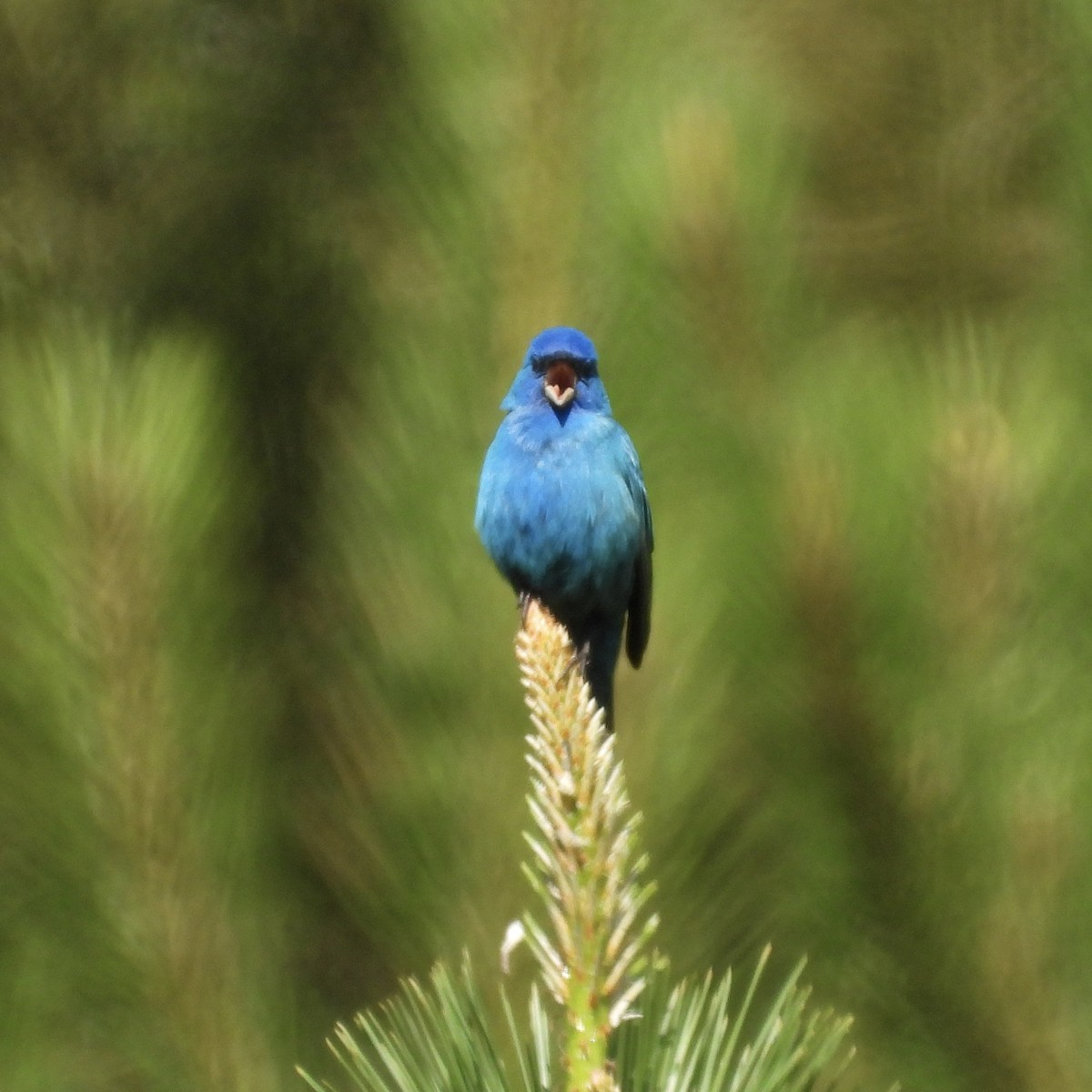Indigo Bunting - ML636475180