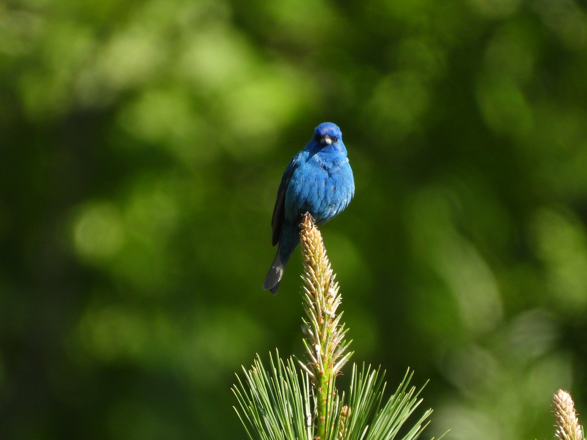 Indigo Bunting - ML636475188