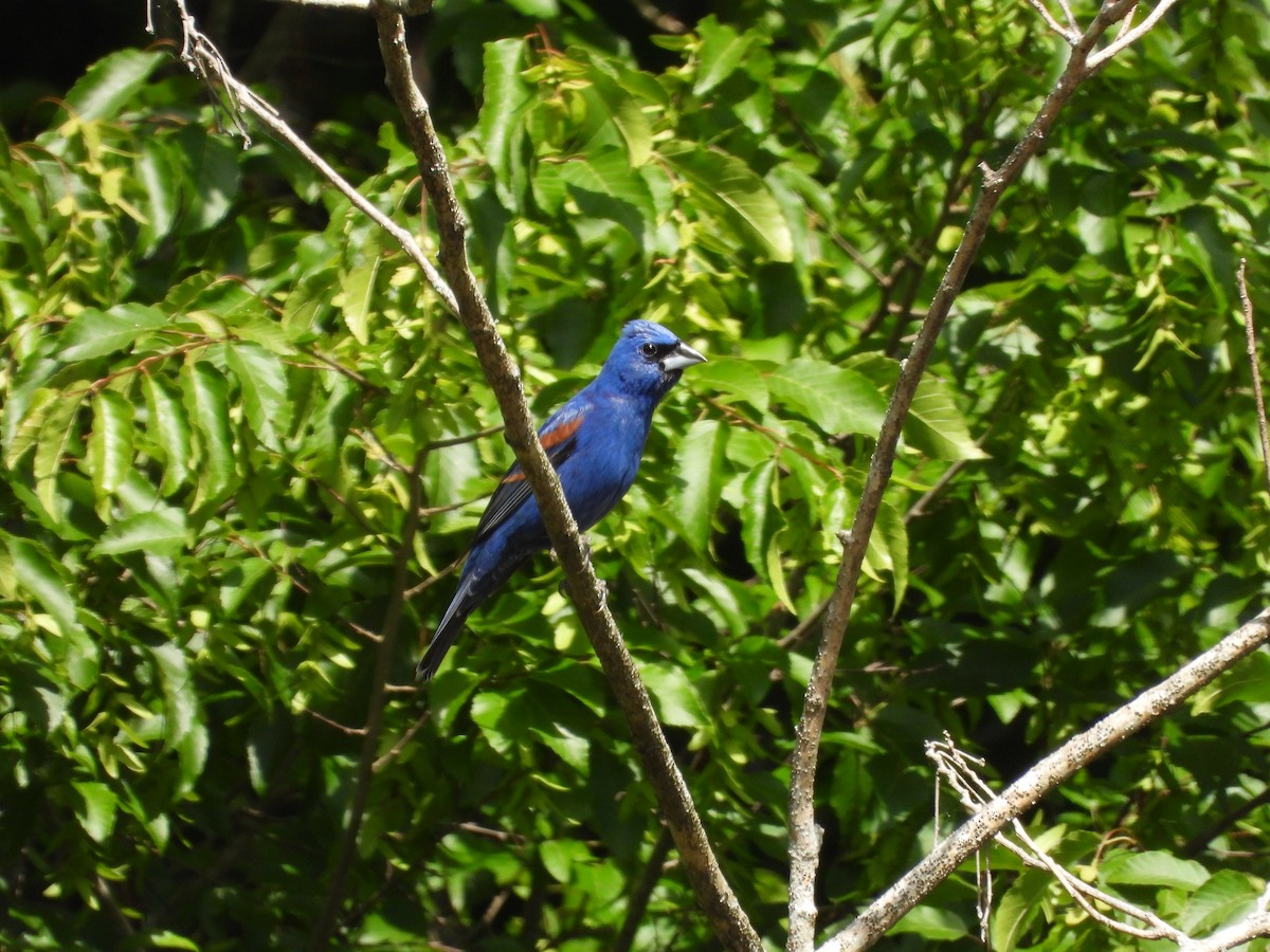 Blue Grosbeak - ML636475199