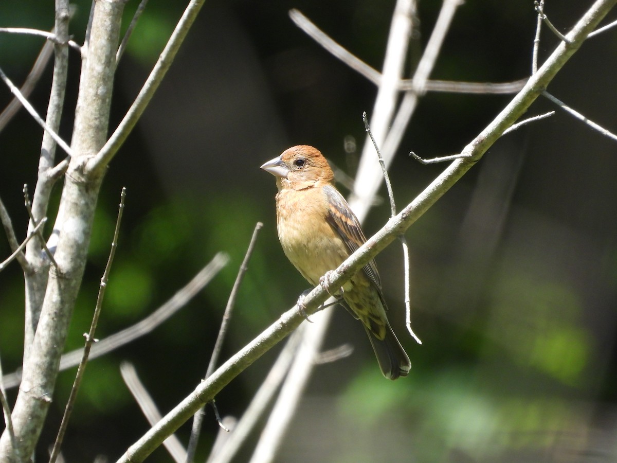 Blue Grosbeak - ML636475208