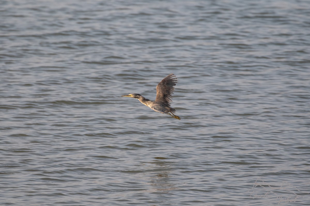 Striated Heron - ML636475216