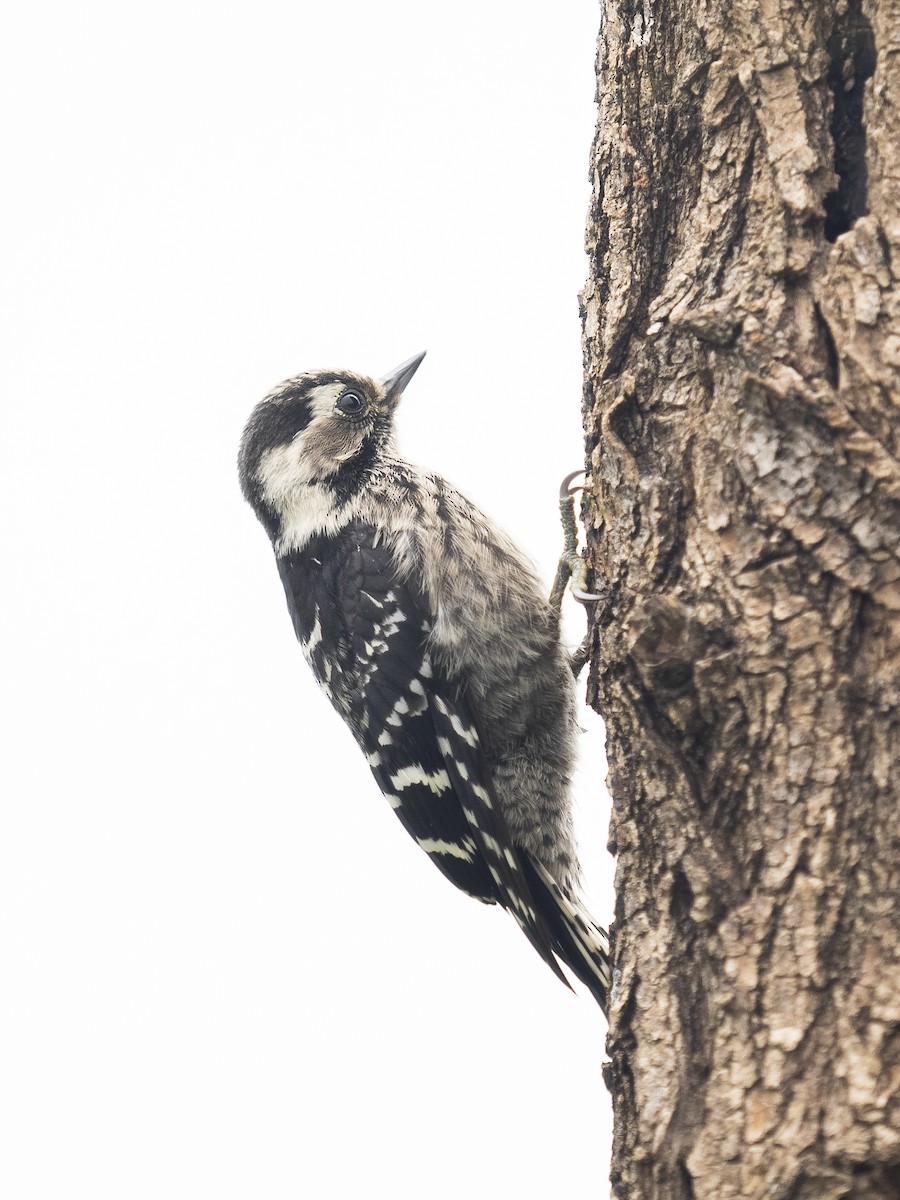 Lesser Spotted Woodpecker - ML636475309