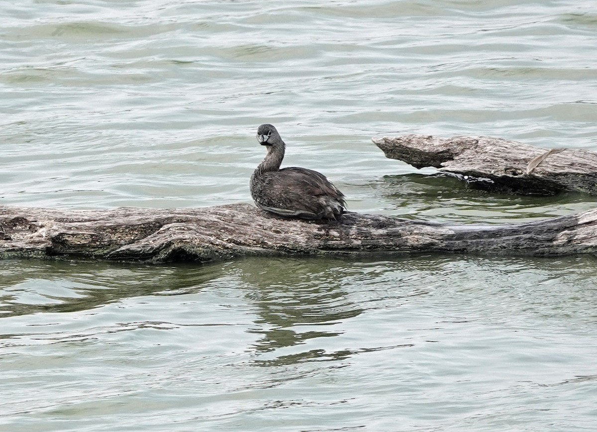 Pied-billed Grebe - ML636475363