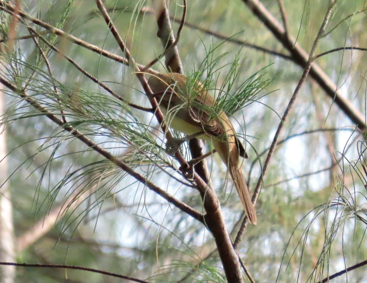 Oriental Reed Warbler - ML636475383