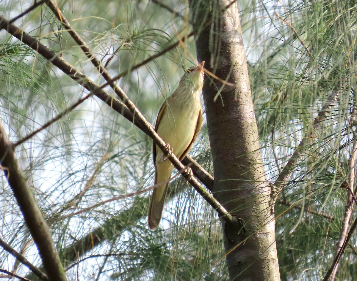 Oriental Reed Warbler - ML636475384