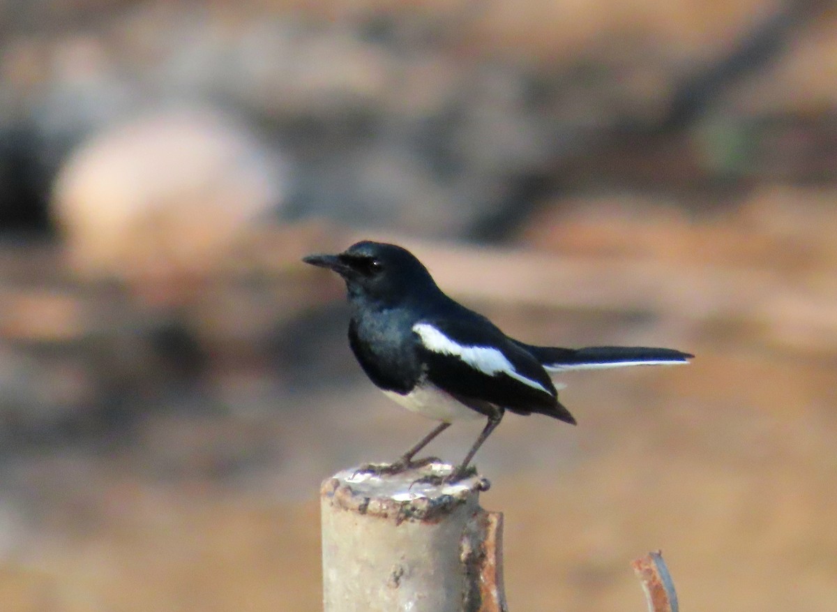 Oriental Magpie-Robin - ML636475414