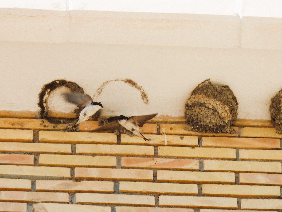 Western House-Martin - ML636475426