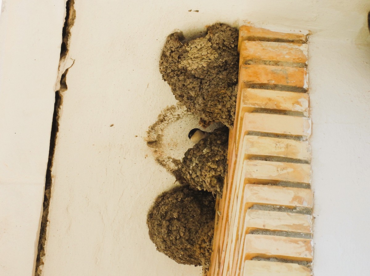 Western House-Martin - ML636475427