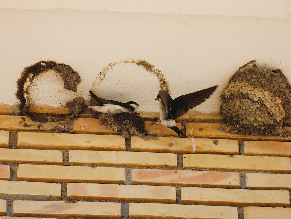 Western House-Martin - ML636475428
