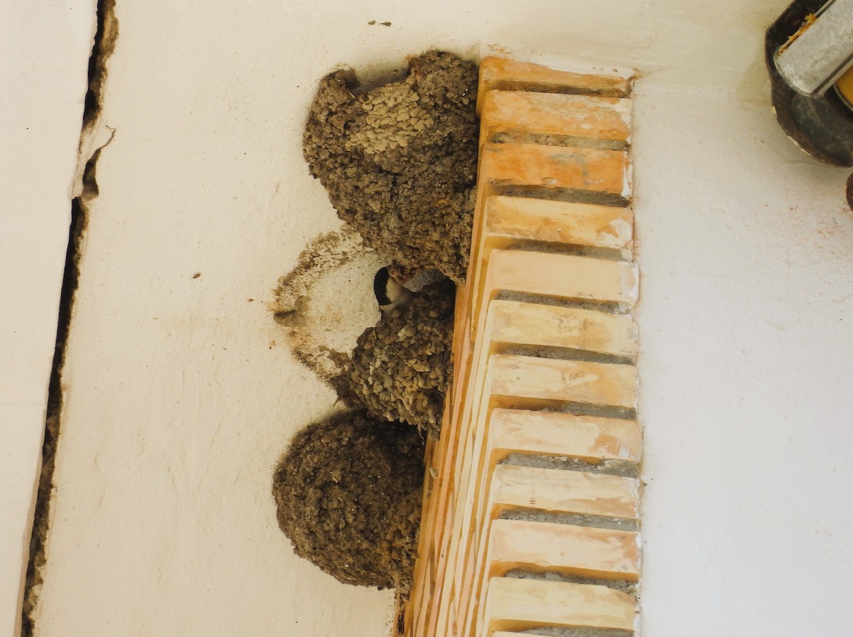 Western House-Martin - ML636475429