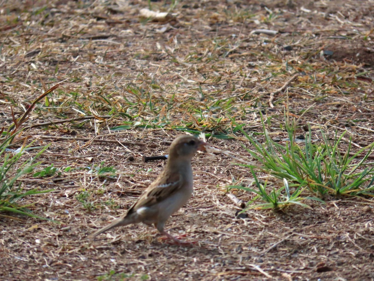 House Sparrow - ML636475460