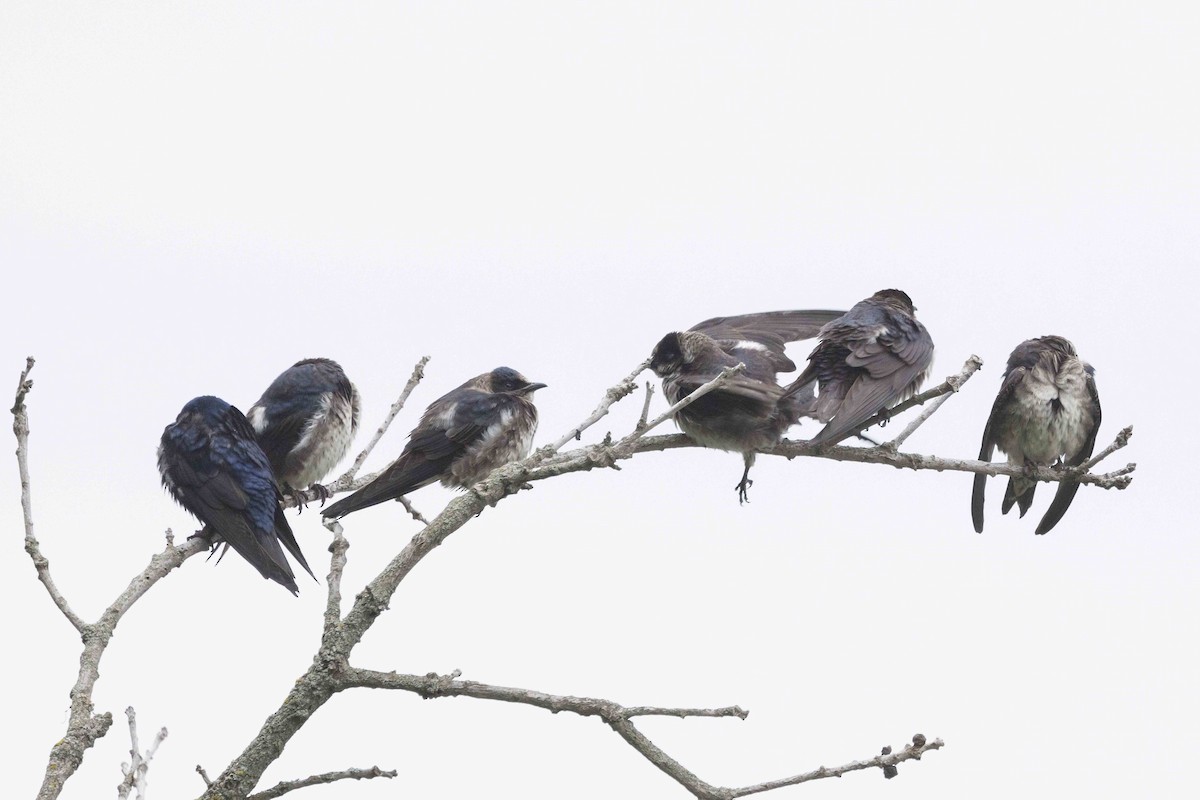 Purple Martin - ML636475465