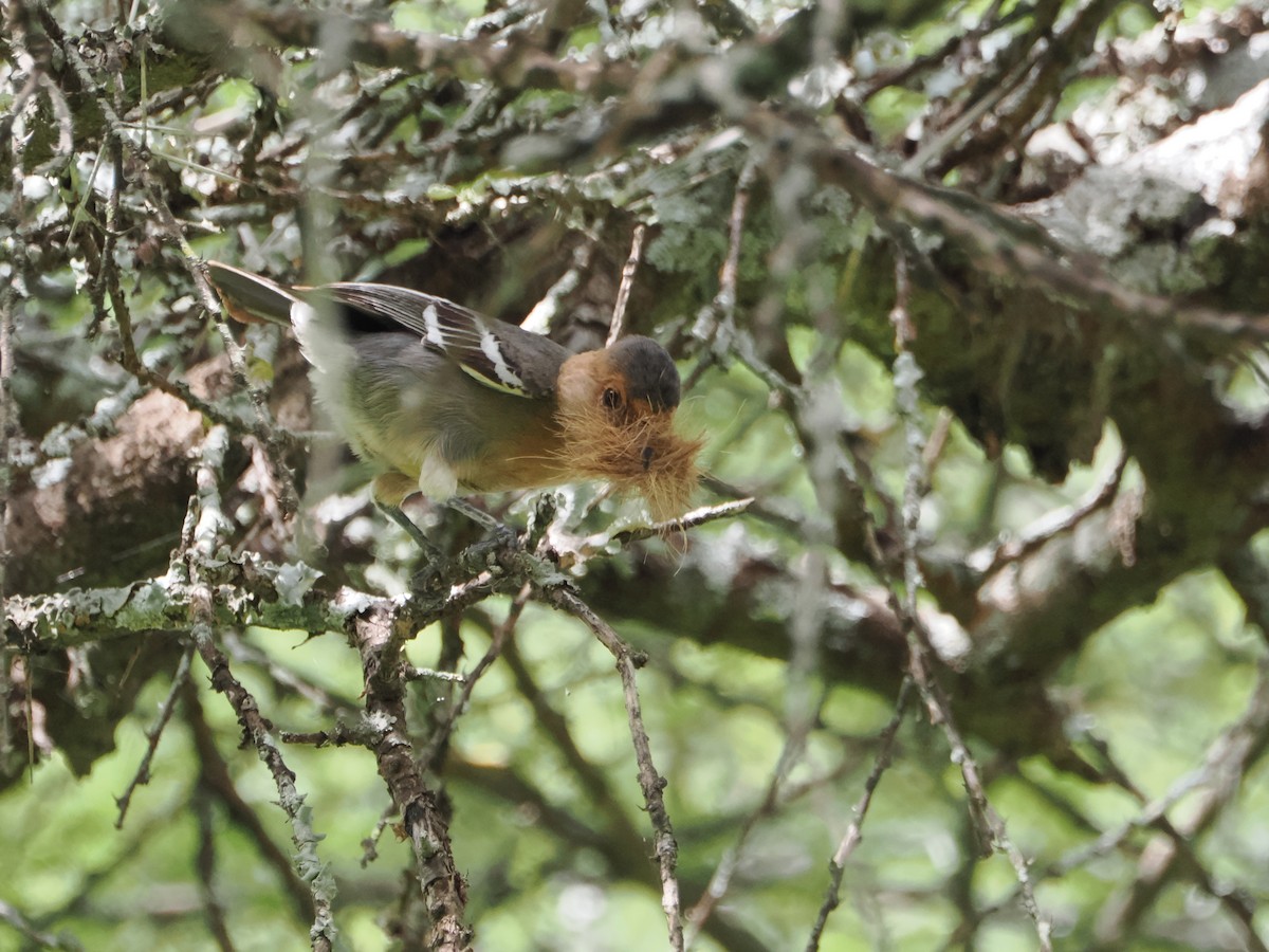 Red-throated Tit - ML636475468
